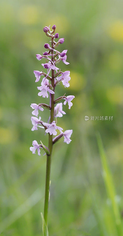 香兰花（Gymnadenia conopsea）